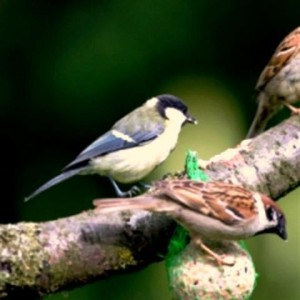 Bird Feeders Drop-In Workshop for Kids @ East Town Park, Haverhill